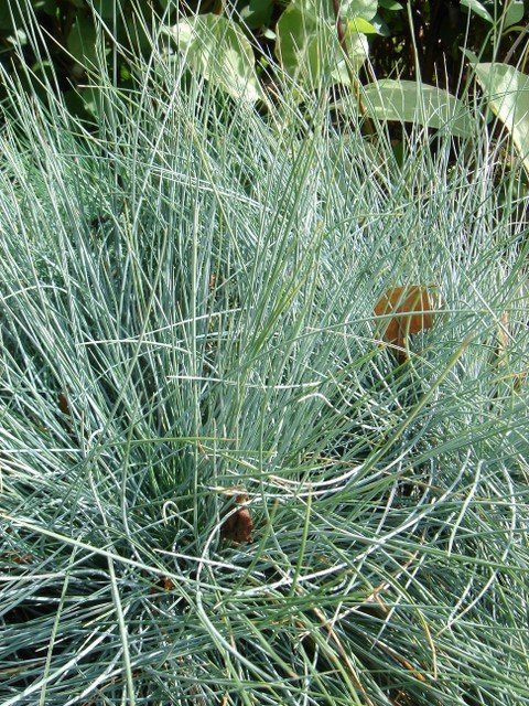 Festuca ovina 'Glauca'
